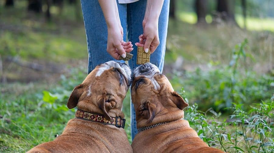 Gesundes Futter für glückliche Hunde